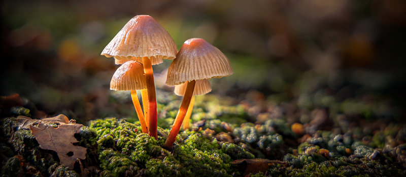 Picture: Mark Russell-Mycena Inclinata